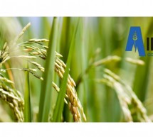 Quel avenir pour le négoce en Suisse ? L’opinion d’Alliance commodities SA