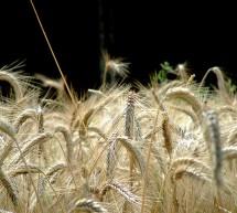 Bénéfice record pour Syngenta, entaché par la toxicité des ses produits