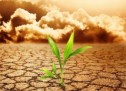 « Agri » commodities prices to come down in 2013