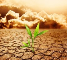 « Agri » commodities prices to come down in 2013