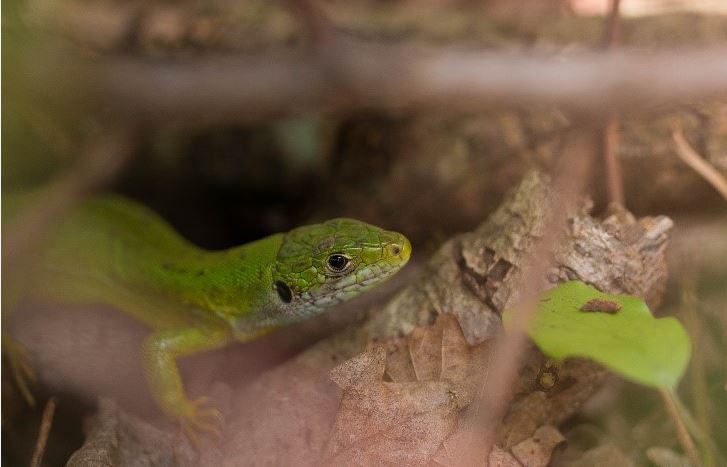 Lézard vert